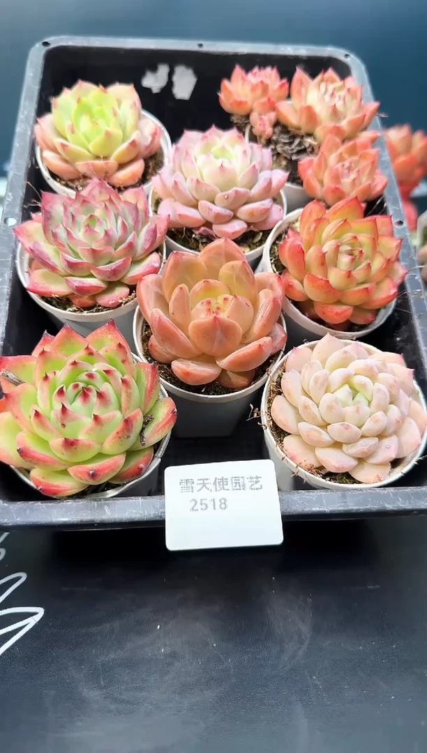 2  518 多肉 8  颗