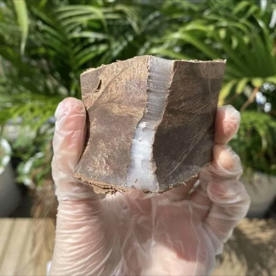 四川高山羊妹高山杜仲老树泡茶煲汤手工制作而成包邮