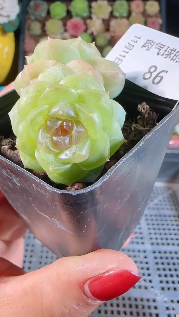 1111-86仙音双头群生不包整