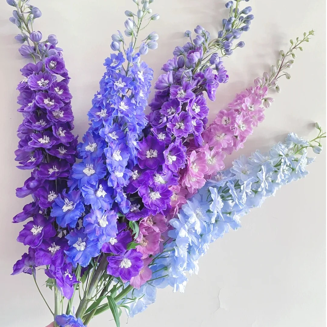 大飞燕鲜切花大花飞燕翠雀花云南基地直发顺丰发货