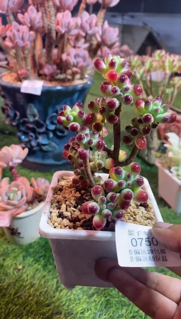 【闪购商品】0750a