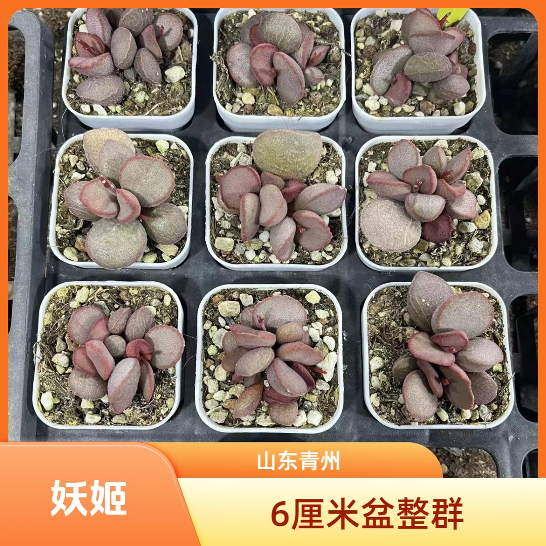 妖姬水泡4-6厘米老桩多肉