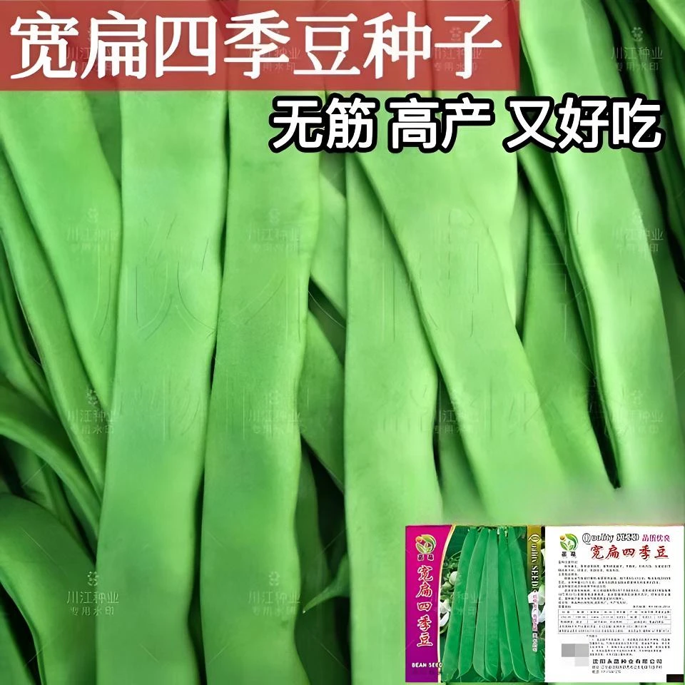 高产芸豆种子架豆各地四季豆宽扁四季豆扁芸豆白芸豆无筋家庭园艺