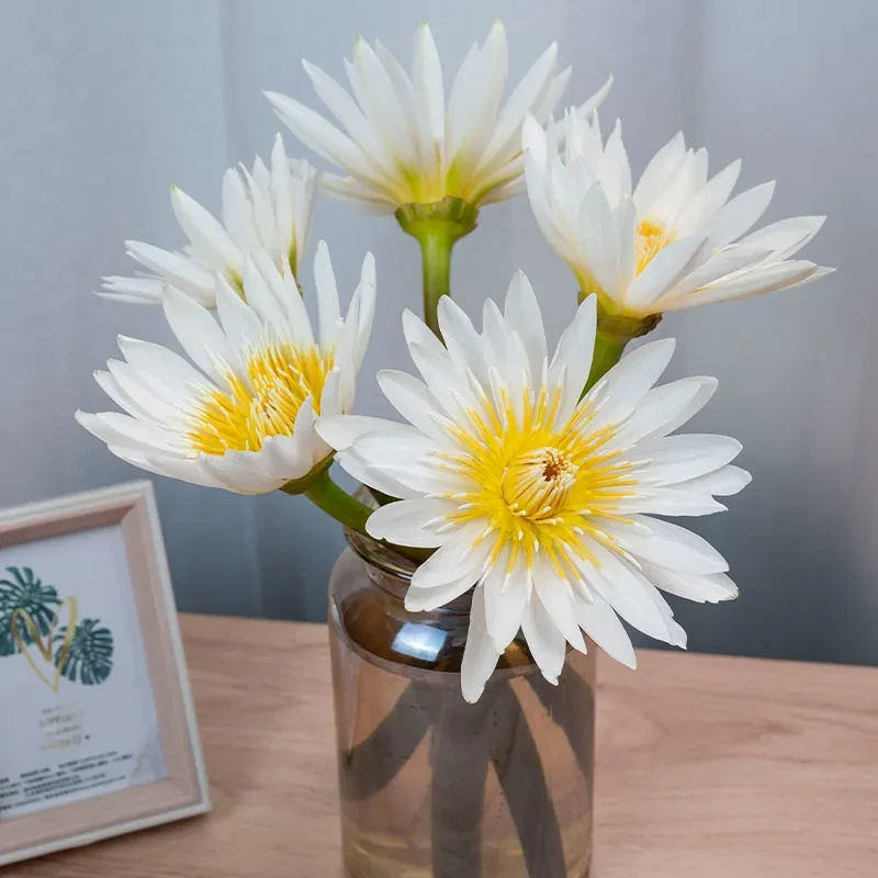 10支白色睡莲鲜花水培广州基地直发好养护室内水培花卉