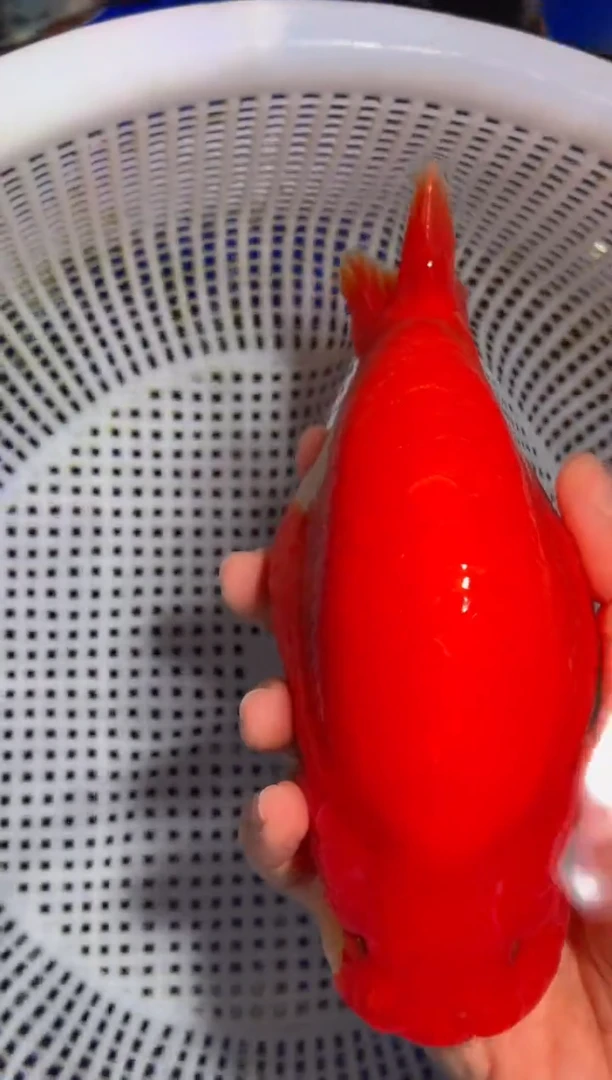 金鱼（运费到付，马印灯下展示）福州追鱼兰寿金鱼