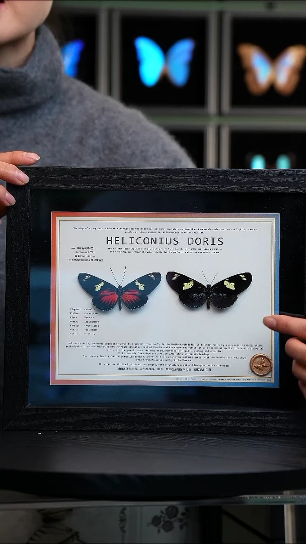 海神袖红蓝一对10寸横框