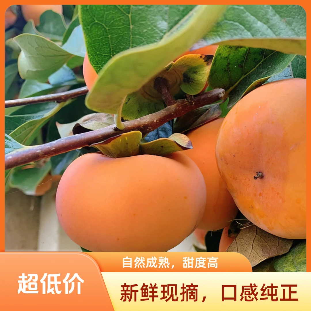 树界(太秋甜脆柿)纯甜无酸甜脆无核精选杯苗好管理易种植养护嫁接