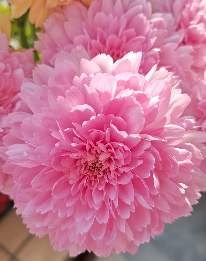 荷兰菊【卡林巴】粉色大花重瓣四季盆栽花卉