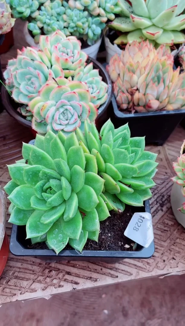兔**?04028多肉植物一物一拍
