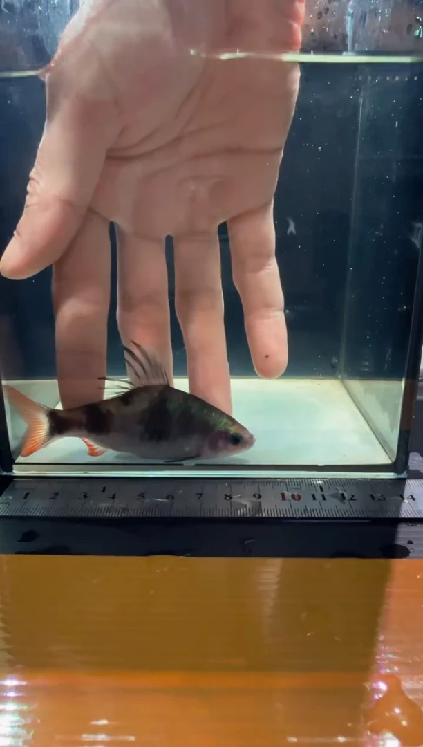 海水鱼红尾绿荧光
