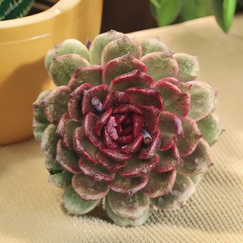 黑水晶带盆带土 （满9.99包邮）吹吹多肉/多肉养护