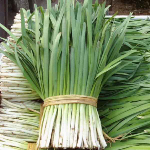 【全店满5包包邮】白根韭菜种子蔬菜种子阳台盆栽
