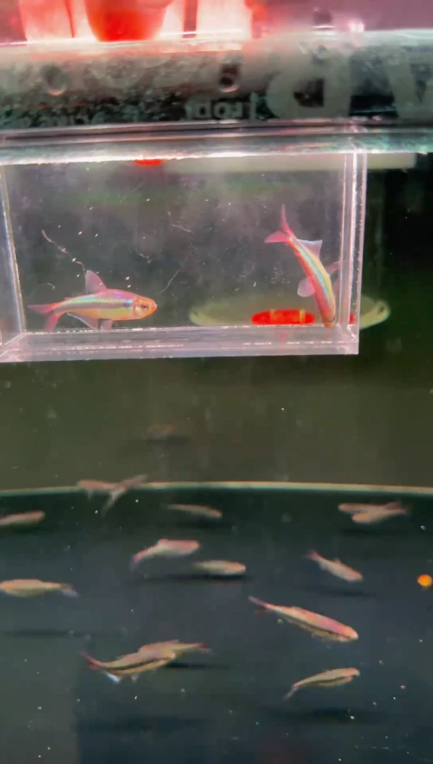 灯科鱼幻彩青魔鬼*2