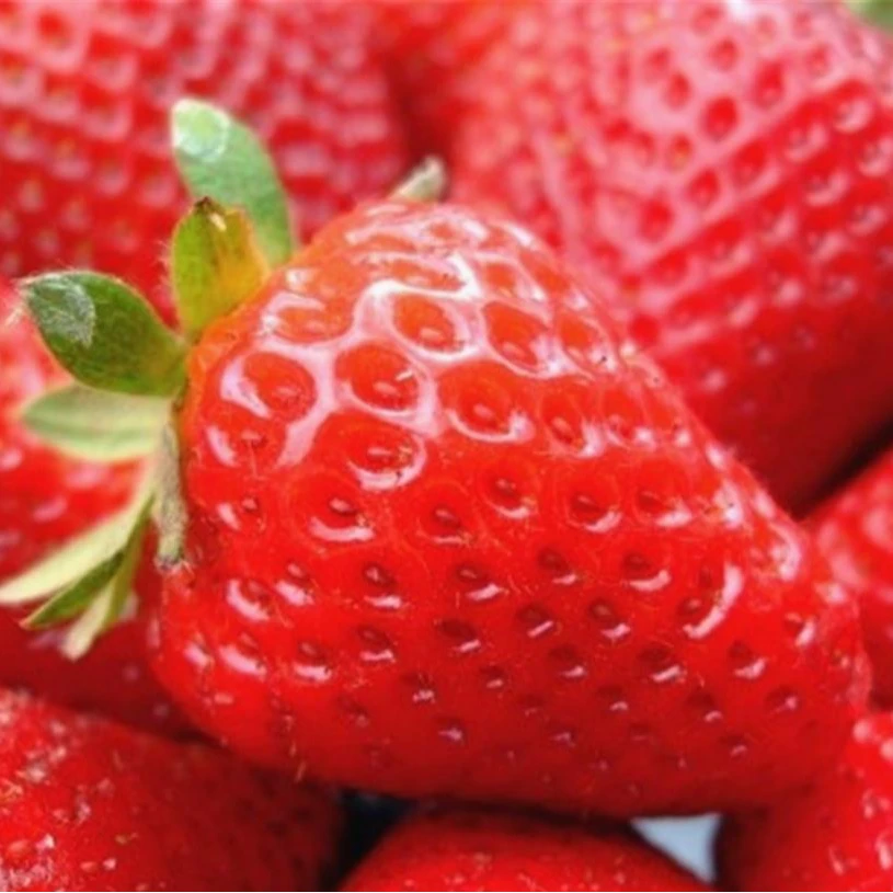 顺丰包邮正宗丹东九九红颜大果新鲜现摘牛奶香甜多汁草莓3斤99红颜中国大陆