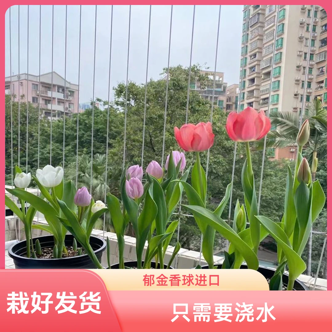 【土培栽好发货-郁金香5度球】荷兰进口种球新手阳台地栽花苗盆栽