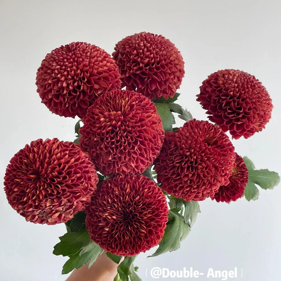 【红乒乓】红色稀有小雏菊花期长   零度以下拍保温