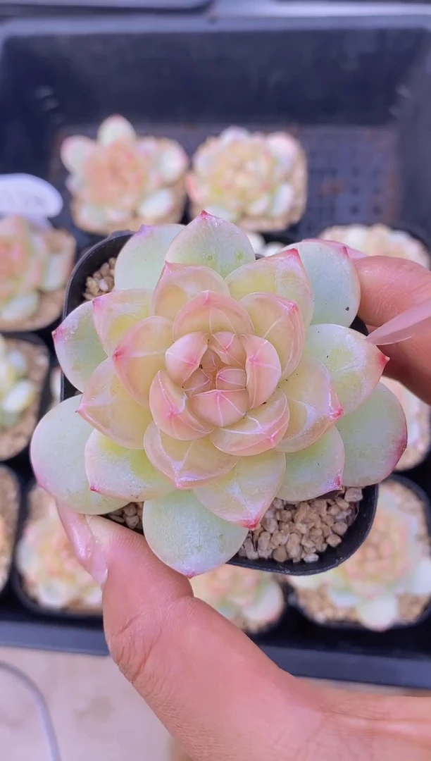 【闪购商品】A128-玉壶5cm单头（量拍）