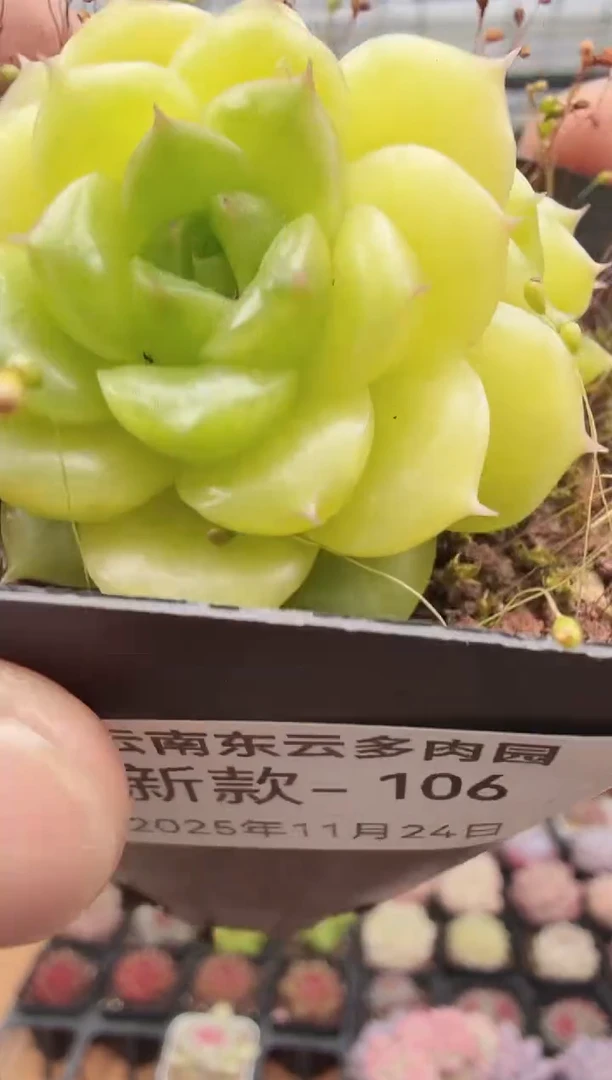 东云多肉园新款-106
