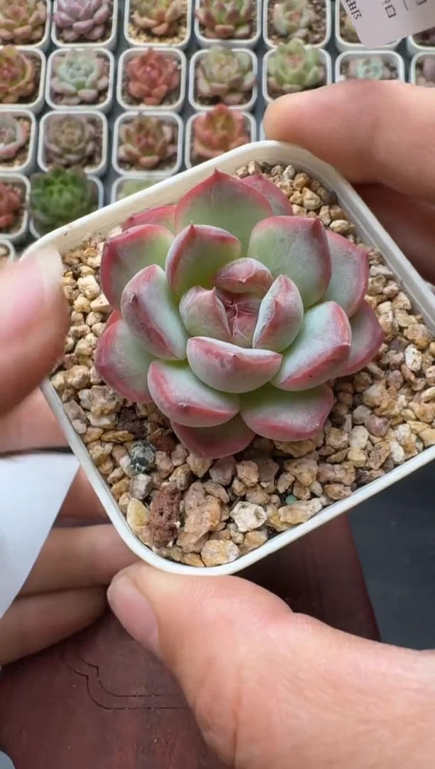 352M带盆土发 当场拍3颗以上包柚 多肉植物 一物一拍