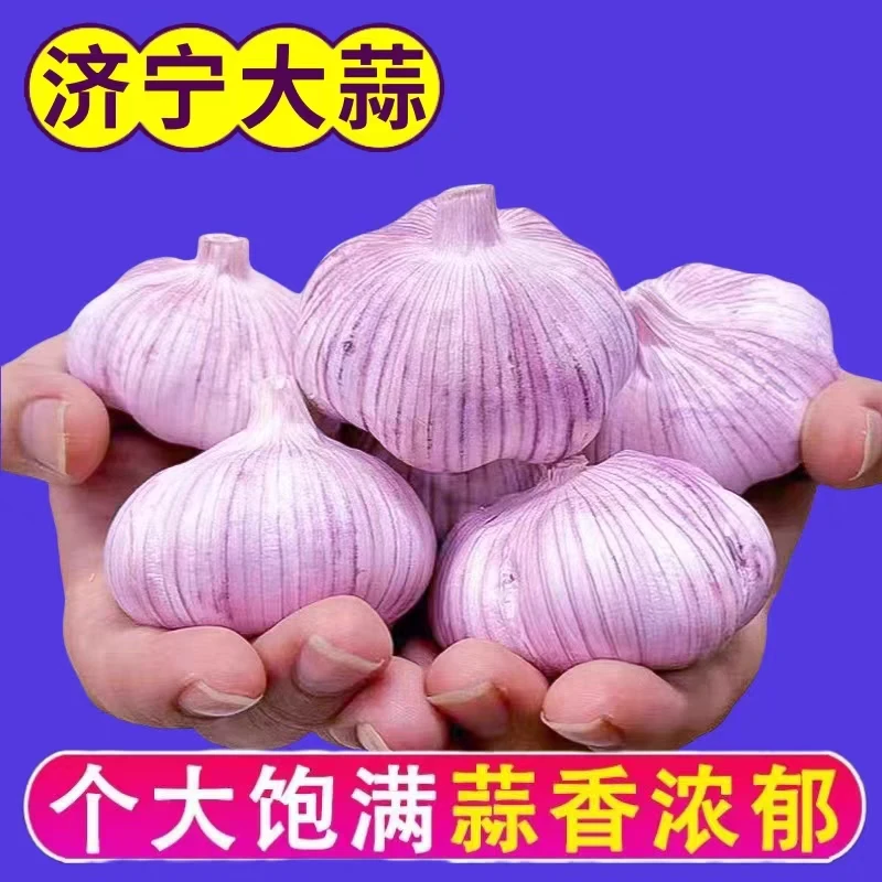 3斤大蒜】紫白皮蒜农家手工挑选日晒多瓣新大蒜薄皮干蒜100g-3斤