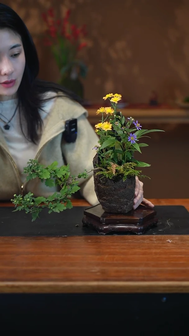 无花朵山野草盆景盆景盆景
