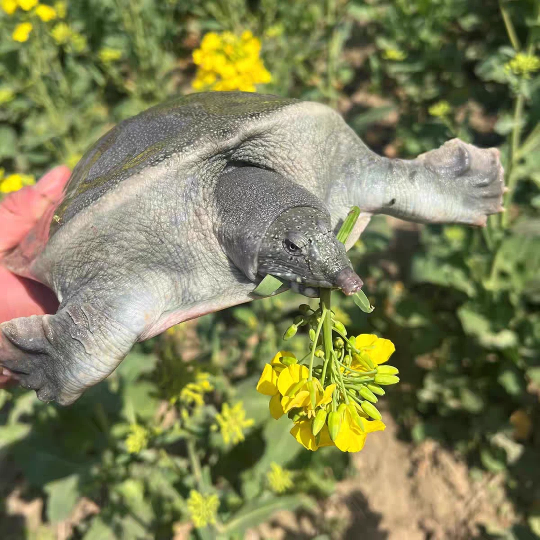 【2只装】s共3-4斤正宗生态青黑背白底鲜活甲鱼顺丰京东冷鲜活到家