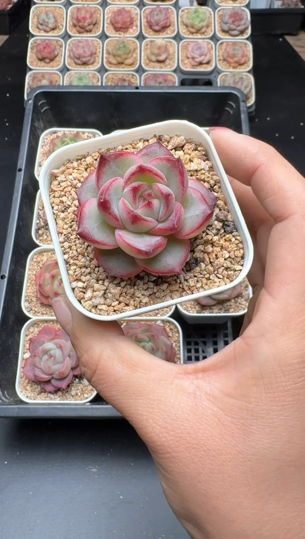【闪购商品】054B物拍多肉带盆土6.5杯拍3颗包柚
