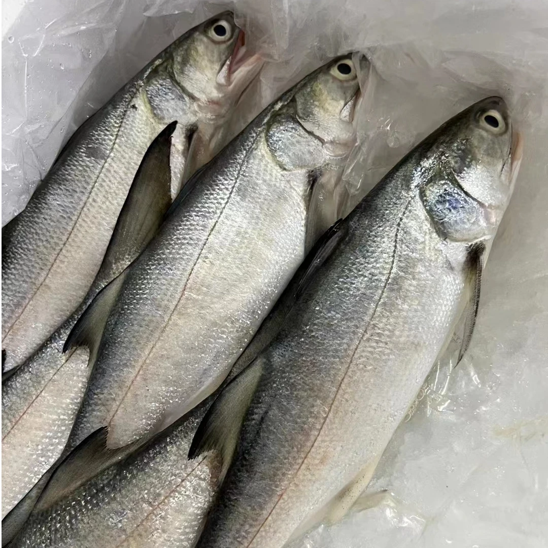 5条4斤海捕马友鱼 午鱼午笋 天然野生海捕 顺丰包邮