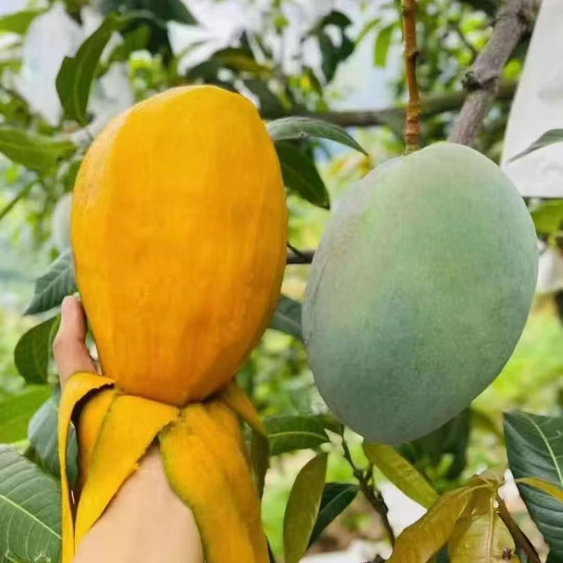 云南高原凯特芒新鲜水果云南省