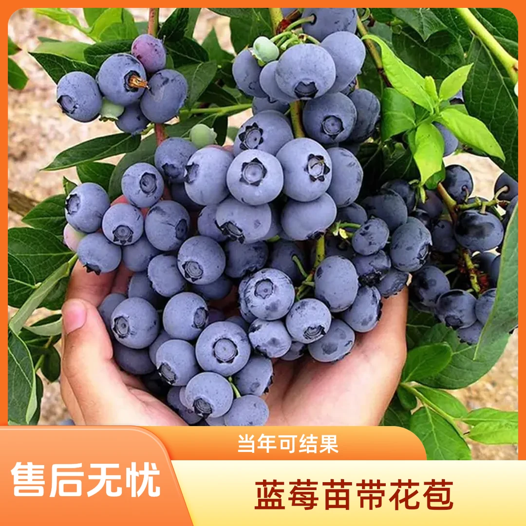 【2棵蓝莓树带花苞发货】蓝莓树果苗带果蓝莓苗盆栽果树苗当年结果