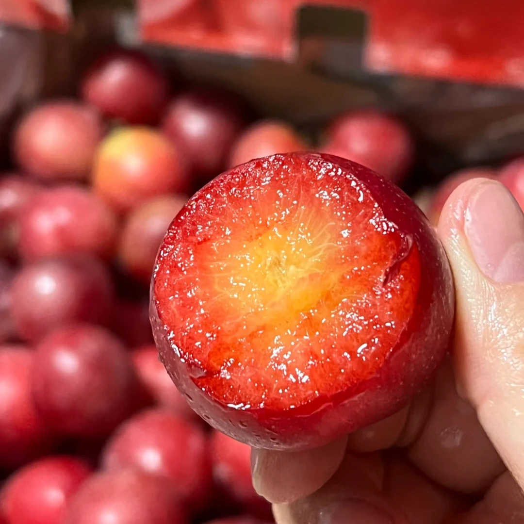 D智利进口太阳李2-5斤装 脆甜爆汁 顺丰包邮