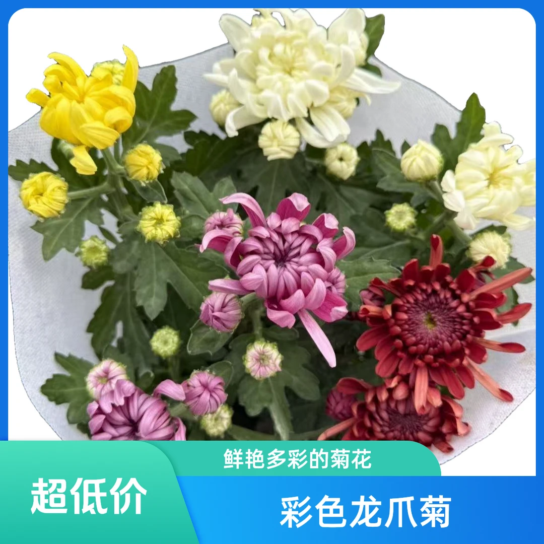 【彩色龙爪菊】盆栽耐寒四季开花庭院阳台植物洋桔梗绿植盆栽精品