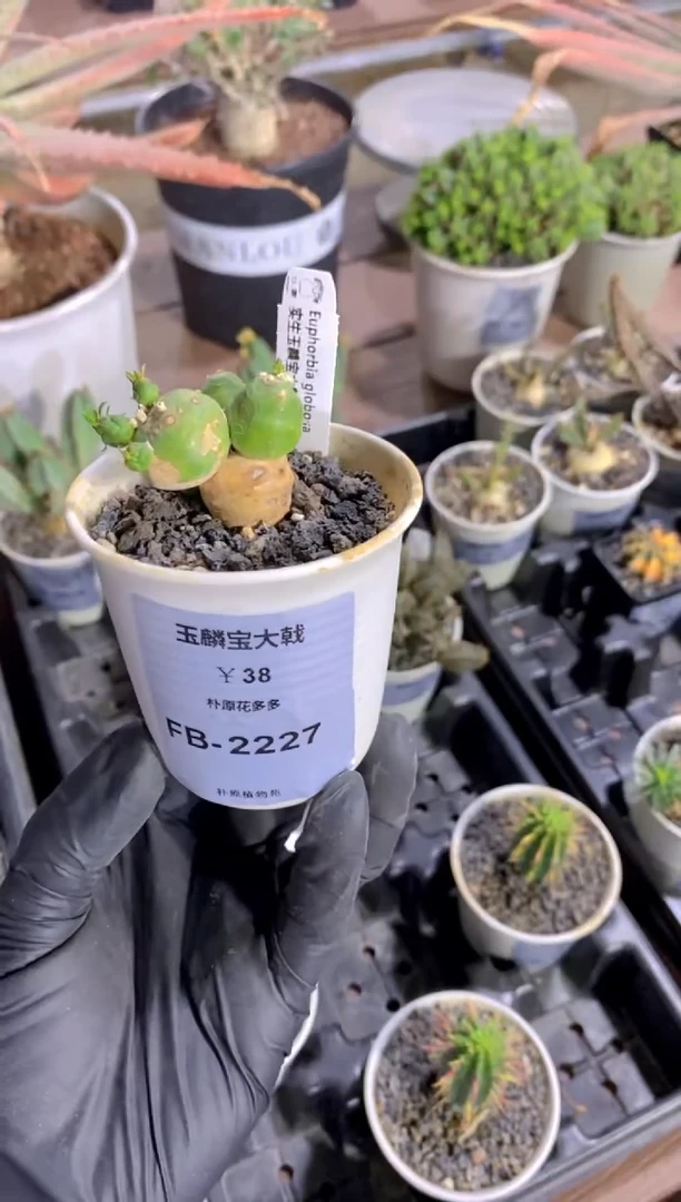 【闪购商品】玉麟宝FB-2227