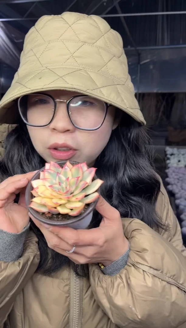 【闪购商品】64-月光女神锦3.99