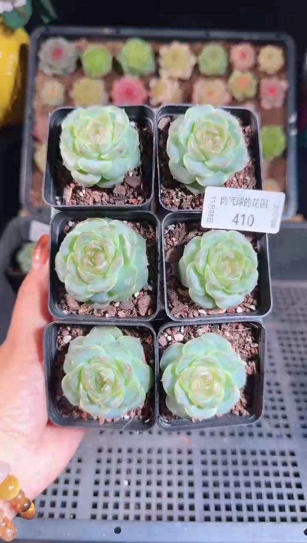 1108-410BL-8量拍麦秆群不包整