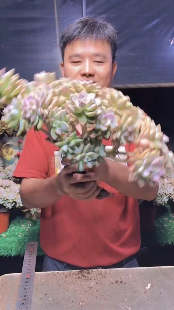 203淡雪缀化一物一拍