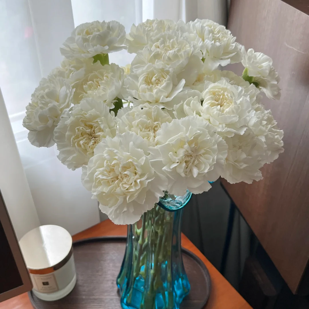 【藩篱匠人/雪影康乃馨】花期长 办公家用装饰鲜切花 云南基地直发