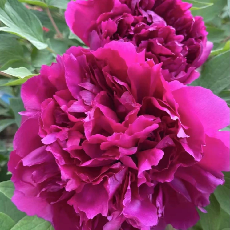 牡丹年宵花 花开富贵 春节看牡丹