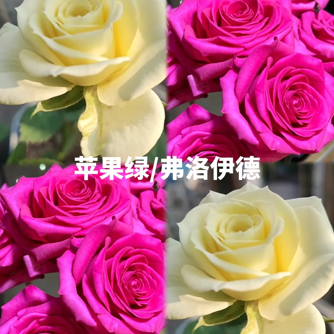 【苹果绿/弗洛伊德】多棵原盆原土带花发货云南基地直发