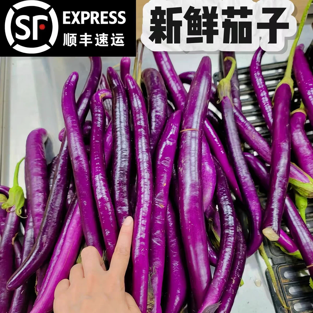 （顺丰包邮）农家自种紫色长茄子秋茄子