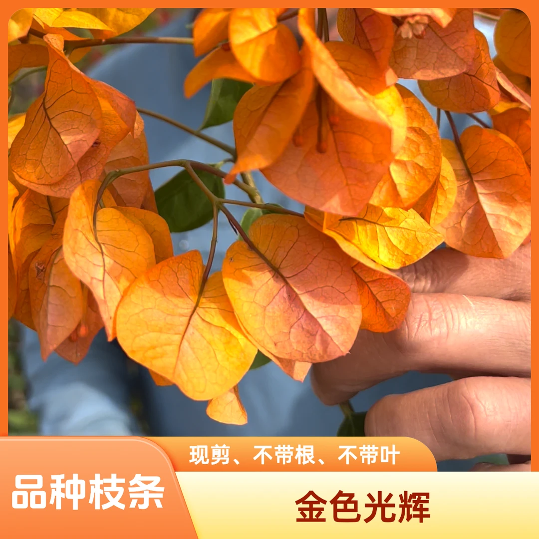 【金色光辉枝条2根】对版【无根】粗1cm左右长20cm【三角梅扦插】现剪发