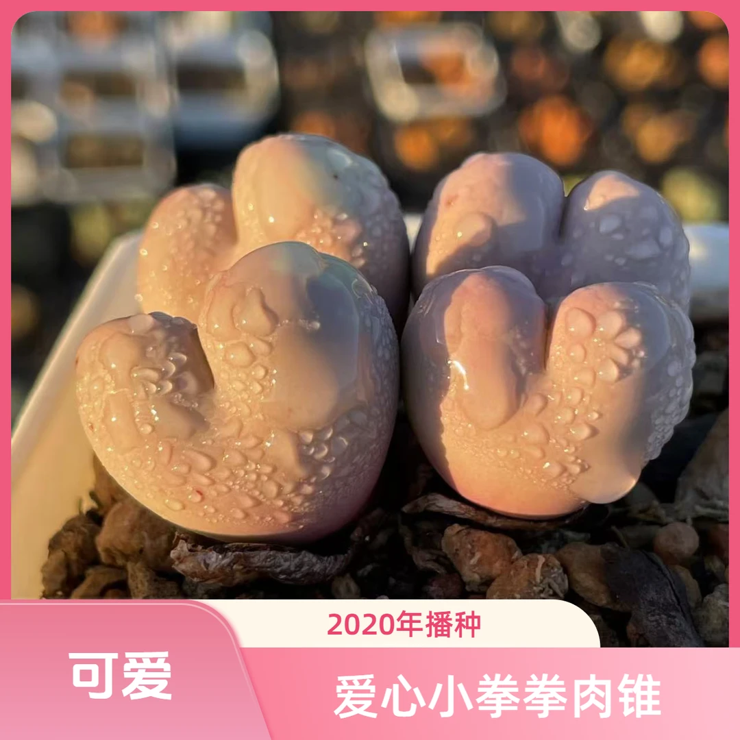 爱心小拳拳2020年播种  肉锥 新手入门推荐 新疆多肉