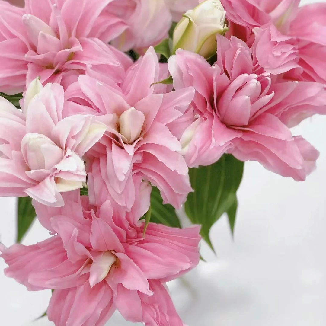 z四季可种1颗【黛安娜】18/20庭院阳台重瓣香水百合花球