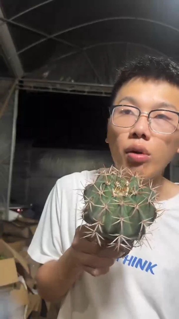 实生根 大锦云+大龙云