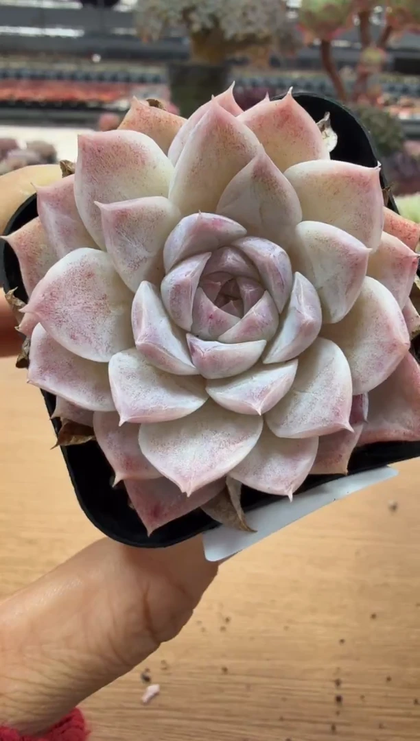 东云多肉园二店-40