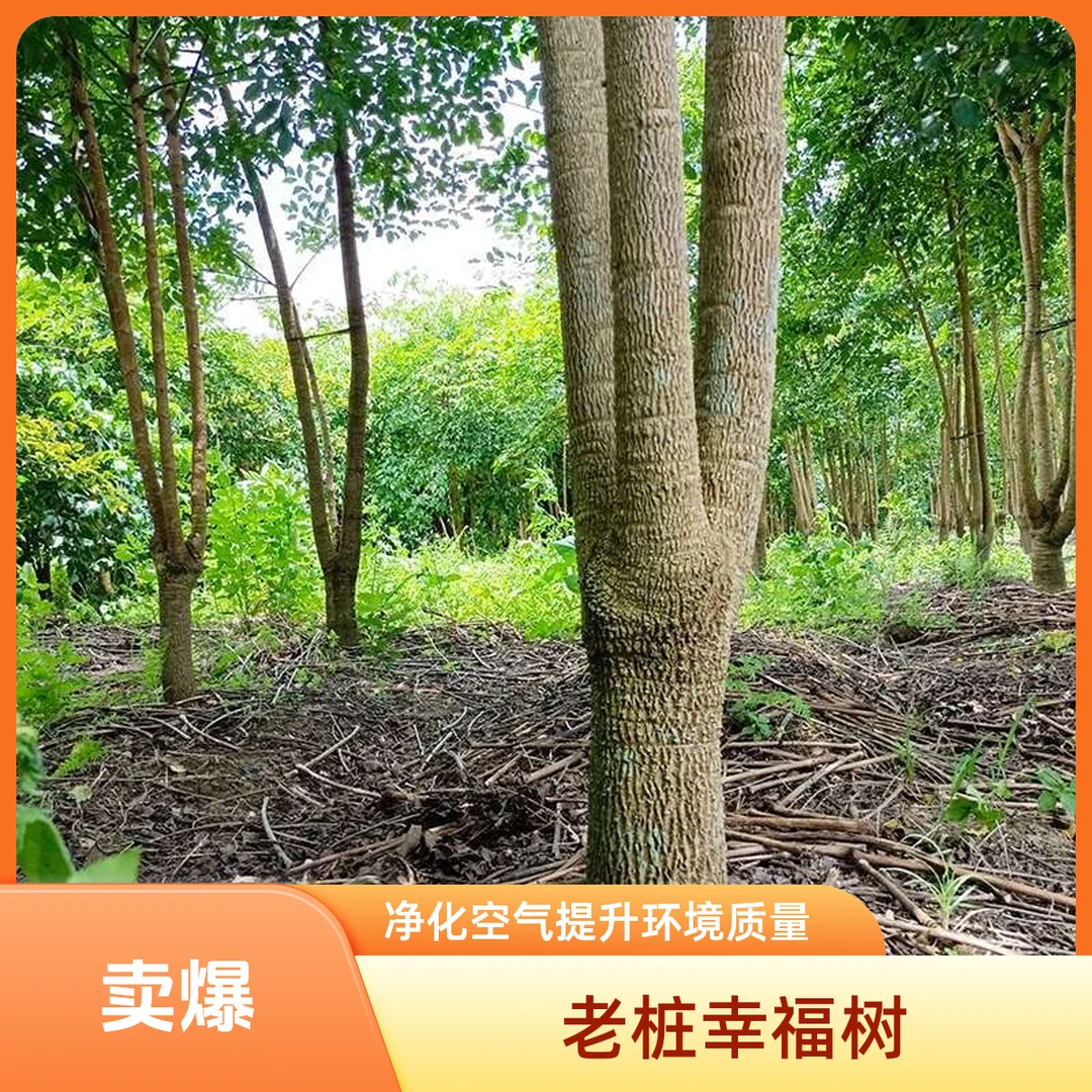 三杆老桩幸福树幌伞枫绿植物盆栽地栽客厅办公室书房阳台庭院