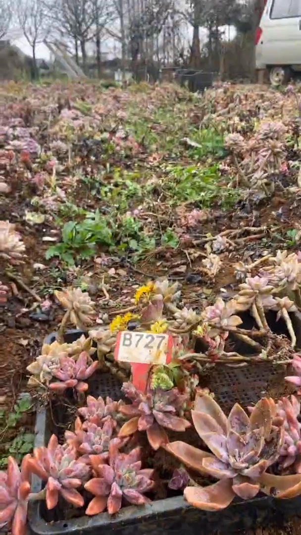 【闪购商品】B727清风花木兰多肉组合