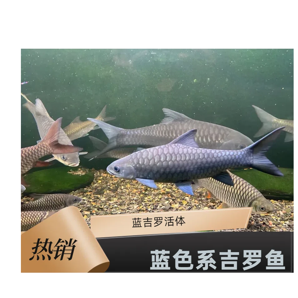 洪崩河异口蓝吉罗苗子拍一发2