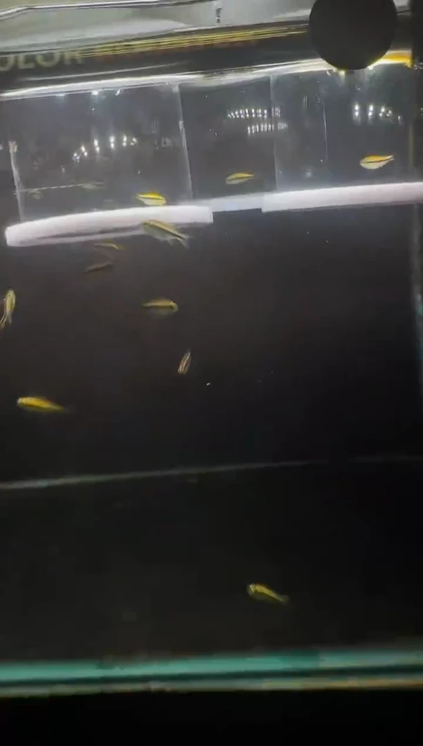 灯科鱼心****说7号-D19 白金隆背 2.5㎝左右 1条 不包黑点
