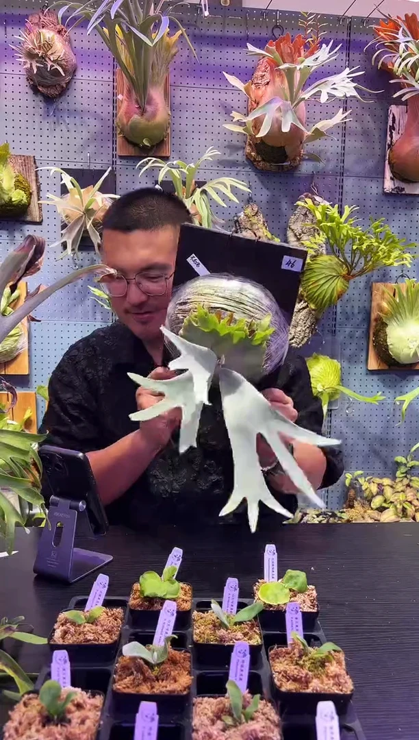 完全开放46 掉牌